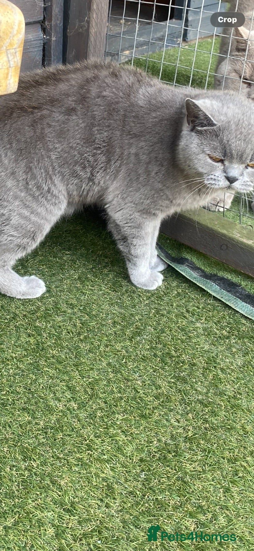 British Shorthair cats A Gccf Reg Blue BSH female - Advert 17