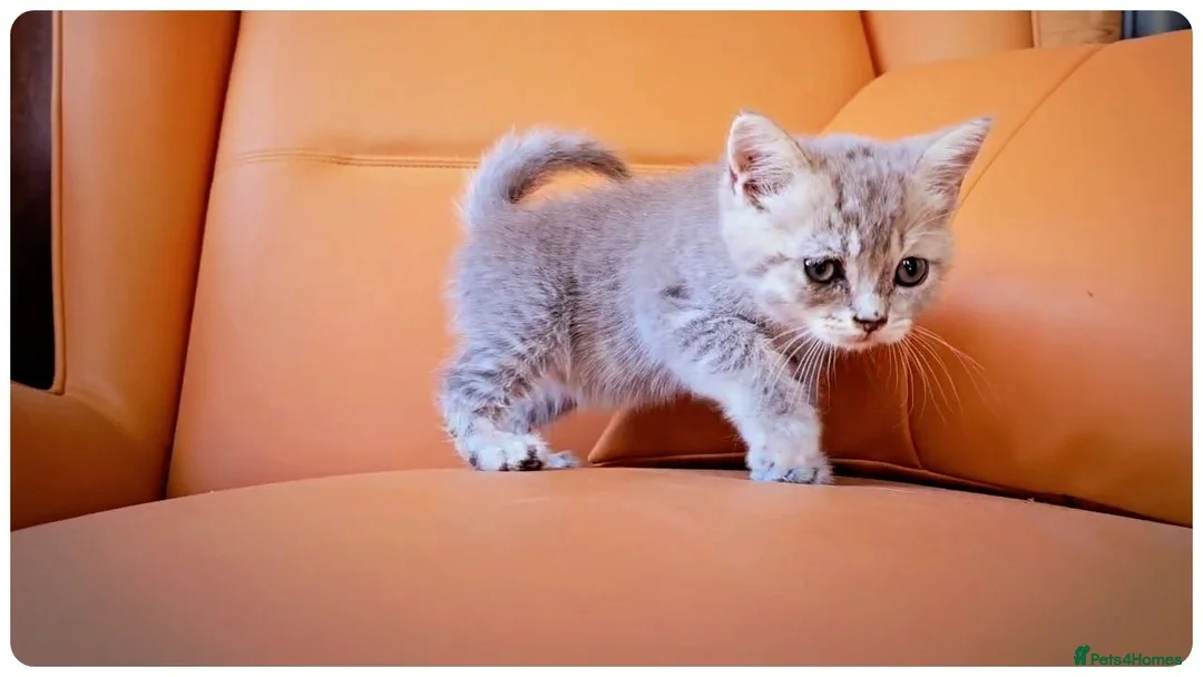 Scottish Fold cats for sale: Scottish Fold & Scottish Straight Kittens  🐾 - Advert 1