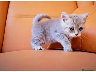 Scottish Fold cats Scottish Fold & Scottish Straight Kittens 🐾 - Advert 12