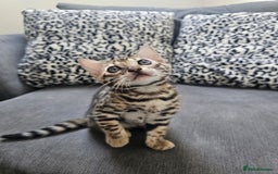 Bengal cats for sale: Outstanding kittens from Show parents. - Image 14