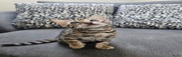 Bengal cats for sale: Outstanding kittens from Show parents. - Advert 7