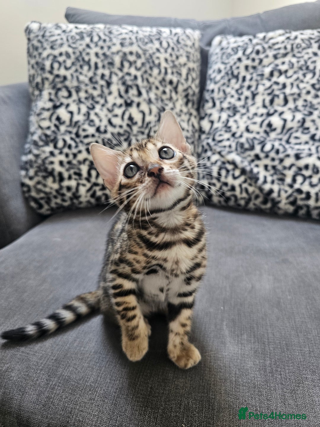 Bengal cats for sale: Outstanding kittens from Show parents. - Image 14