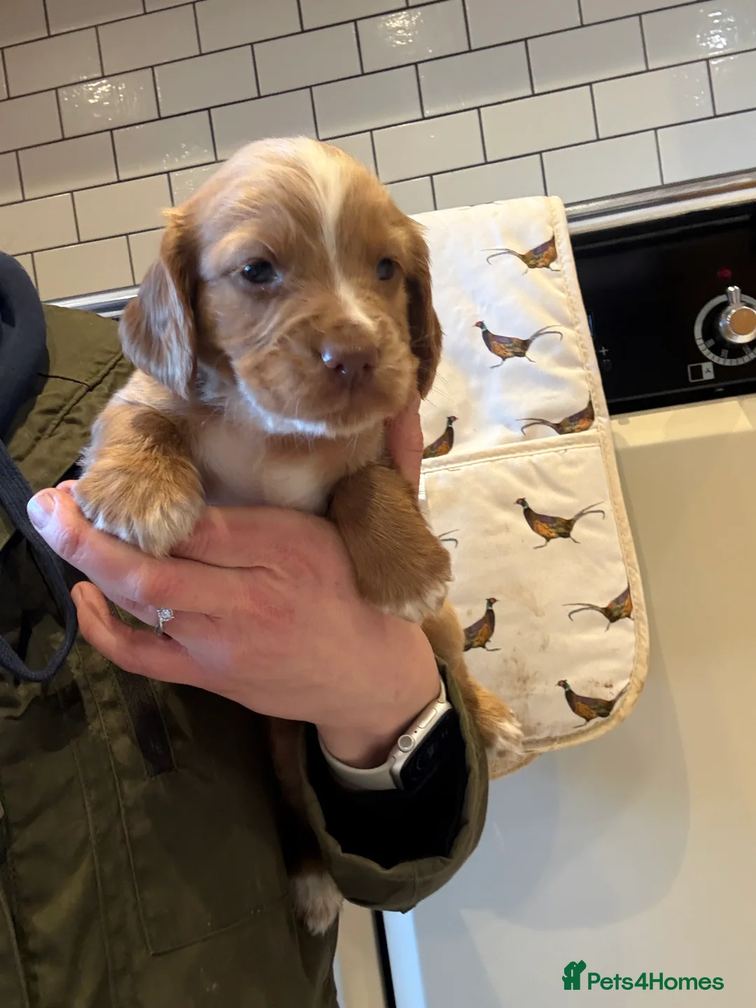 Cocker Spaniel dogs for sale: Gorgeous KC reg, working cocker spaniel pups  - Advert 12