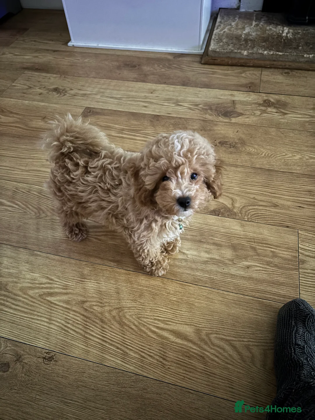 Toy Poodle dogs for sale: Toy puddles  - Advert 9