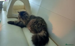Persian cats for sale: Lovely boy rehoming  - Image 5