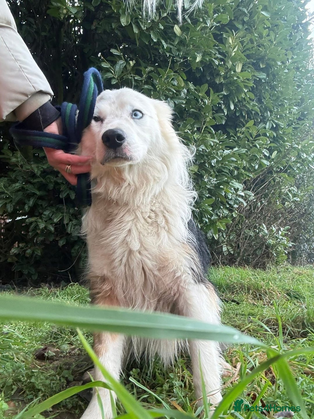 Border Collie dogs for adoption: Blue - Norwich Norfolk  - Advert 10
