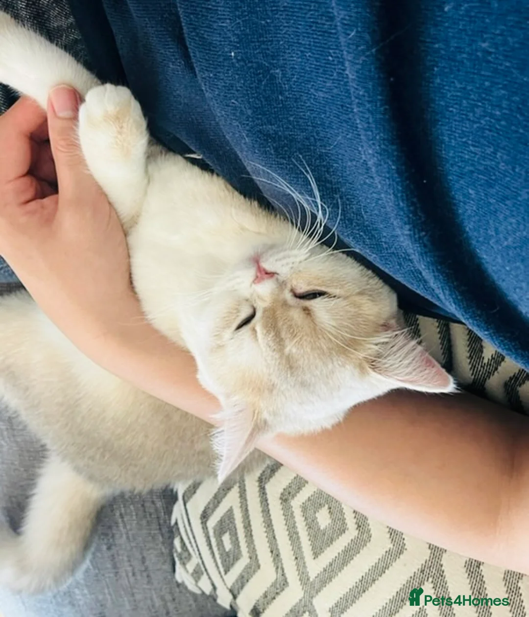 British Shorthair cats for sale: Stunning Blue Golden BSH Type - Happy Cuddle Cat🧸 - Advert 1