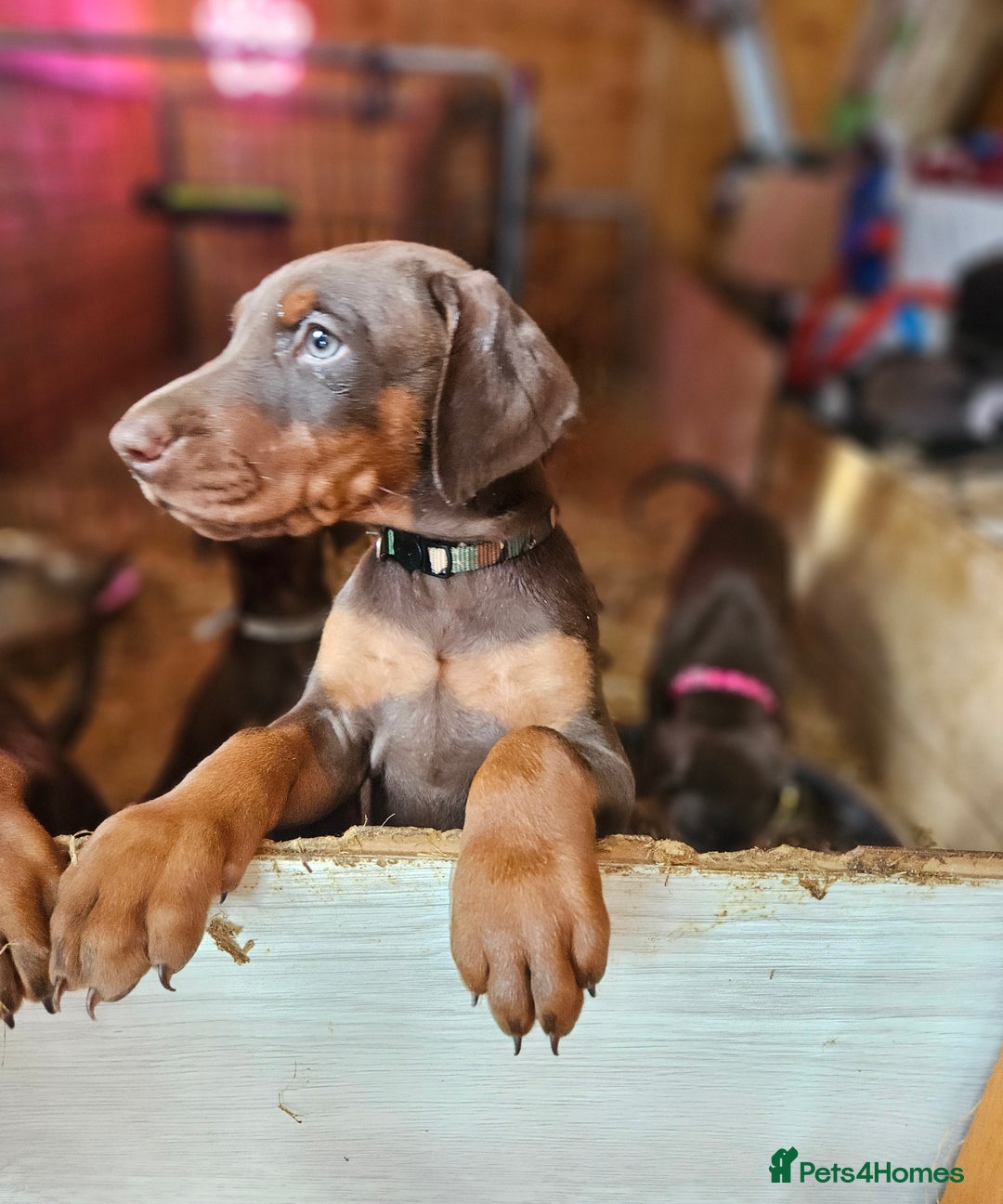 Dobermann dogs for sale: Elite Class World Champion Pedigree Pups KC'D - Image 16