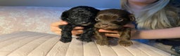 Maltipoo dogs for sale: Adorable F1b Maltipoos - Advert 5