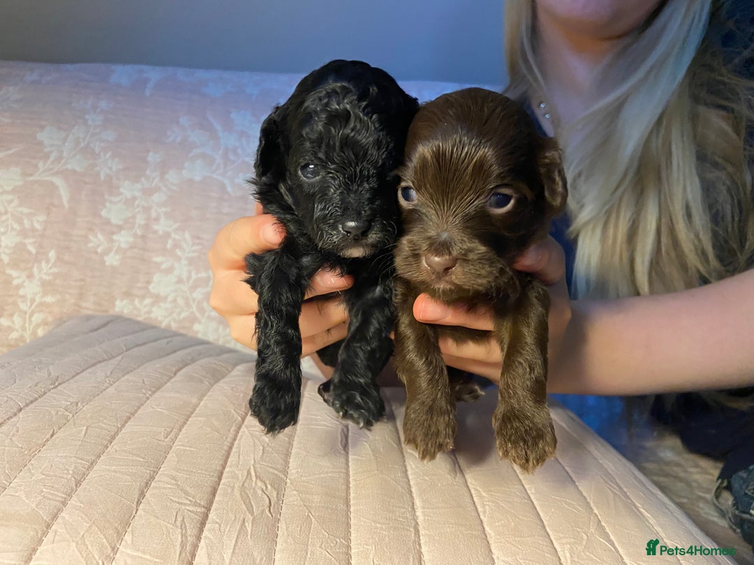 Maltipoo dogs for sale: Adorable F1b Maltipoos - Advert 5