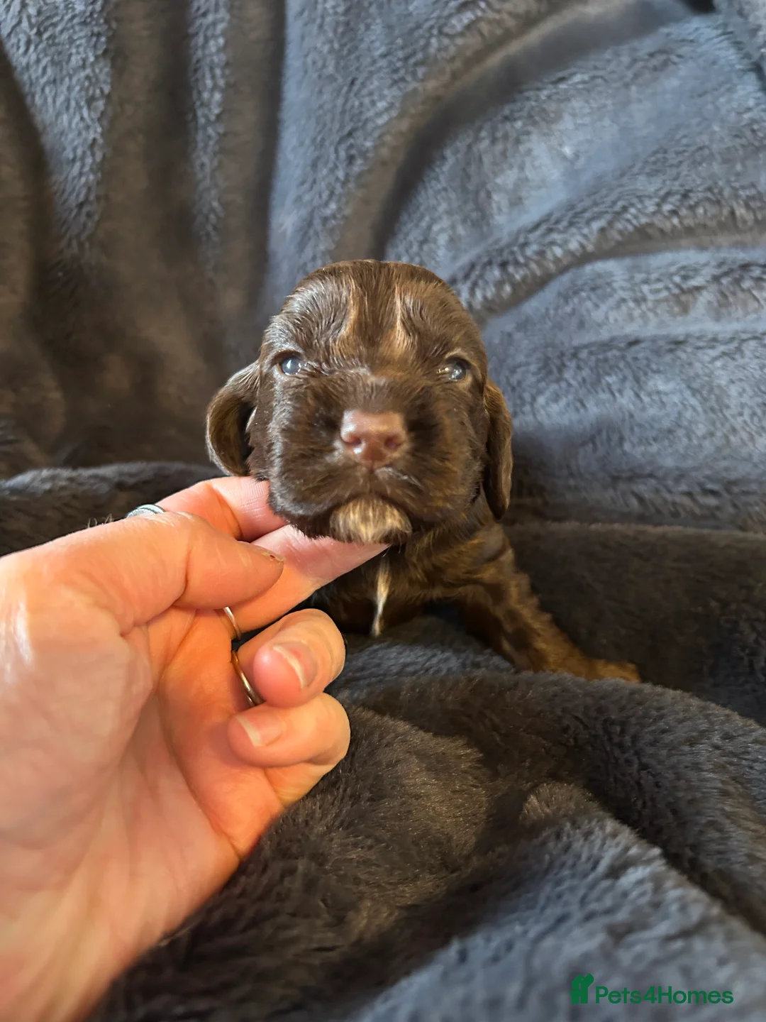 Cocker Spaniel dogs for sale: 1 boy left  - Kc reg cocker spaniels  - Advert 8