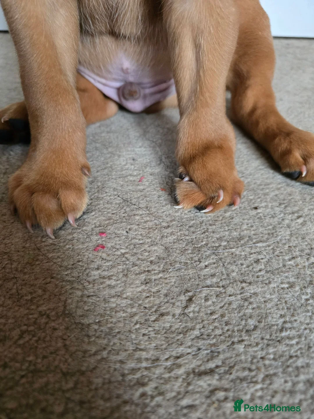 Labrador Retriever dogs for sale: KC Reg Fox Red Labrador Puppy - Advert 9