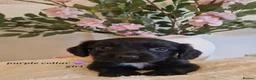 Sprocker dogs for sale:  Beautiful Sprocker puppies  in Pontypool - Advert 3