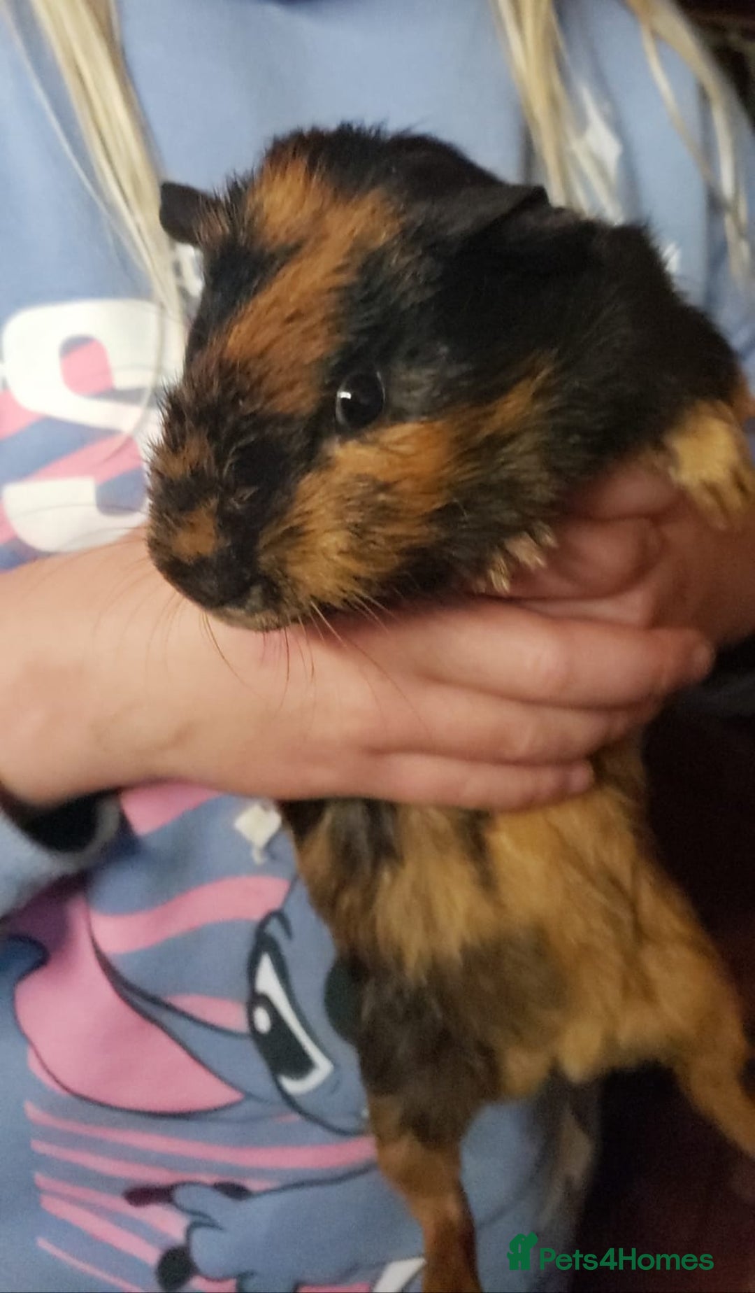 Guinea Pig rodents for sale: 3 male guinea pigs - Image 3