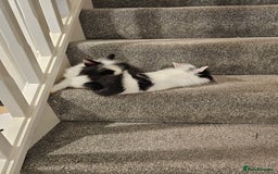 Lionhead rabbits for sale: Mini Lionhead rabbits for sale (male and female) - Image 3