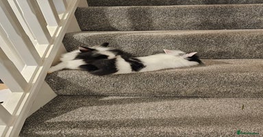 Lionhead rabbits - Advert 3