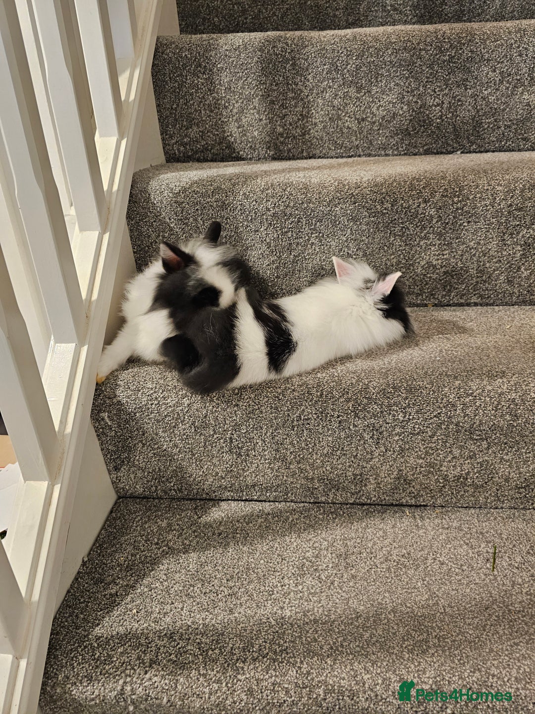 Lionhead rabbits for sale: Mini Lionhead rabbits for sale (male and female) - Image 3