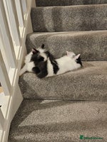 Lionhead rabbits - Advert 3