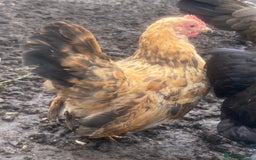 Chickens poultry for sale: serama rooster chick for sale  - Image 4