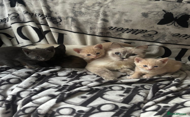 Ragdoll cats - Advert 1