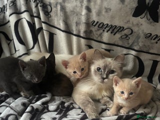 Ragdoll cats - Advert 26