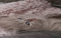 British Shorthair cats for sale: 3 blue and 2 lilacs  - Image 1