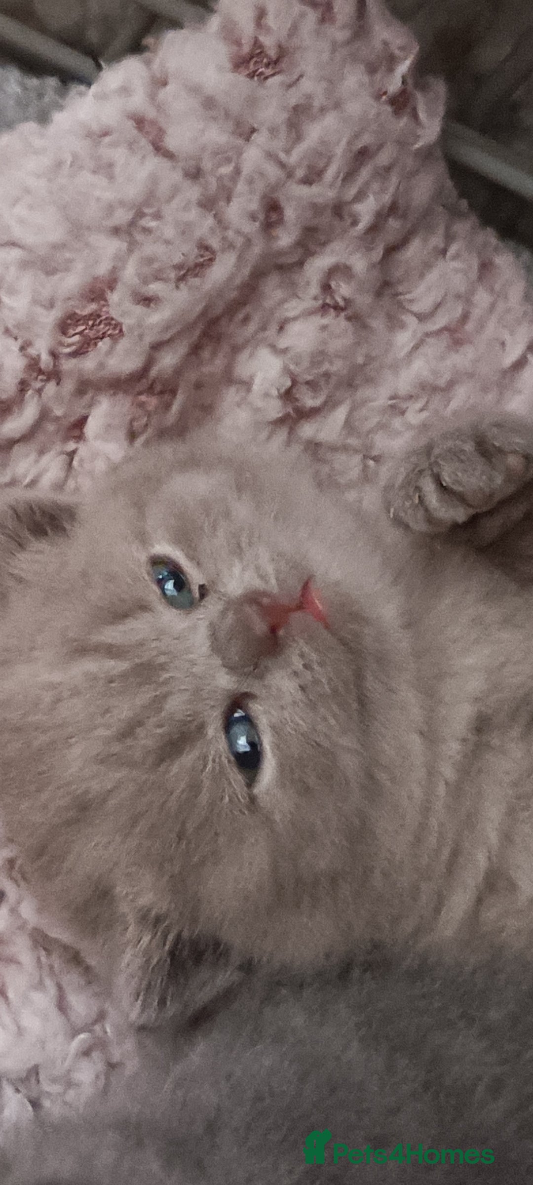British Shorthair cats for sale: 3 blue and 2 lilacs  - Image 1