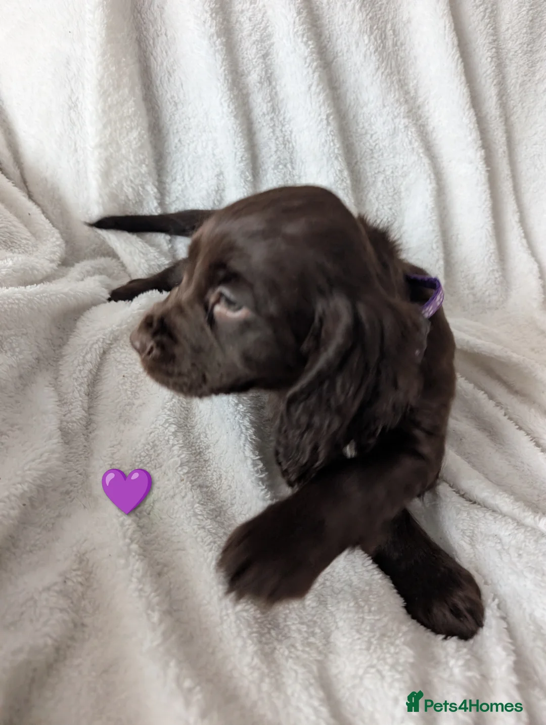 Cocker Spaniel dogs for sale: Cockerspaniel puppies ready soon! - Advert 12