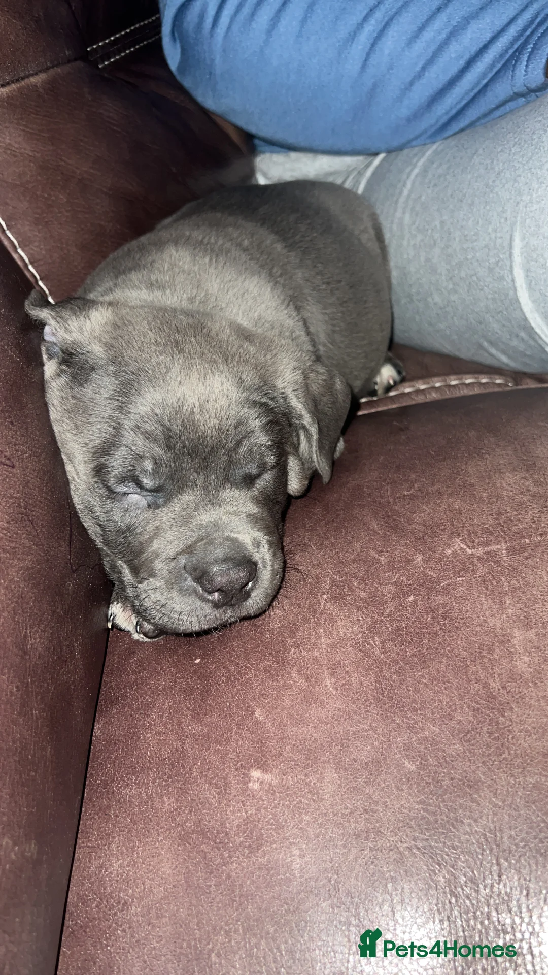 Mixed Breed dogs for sale: Pocket bully / Cane Corso pups  - Advert 19
