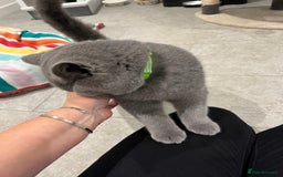 British Shorthair cats for sale: Lovely boy for sale six months old - Image 3