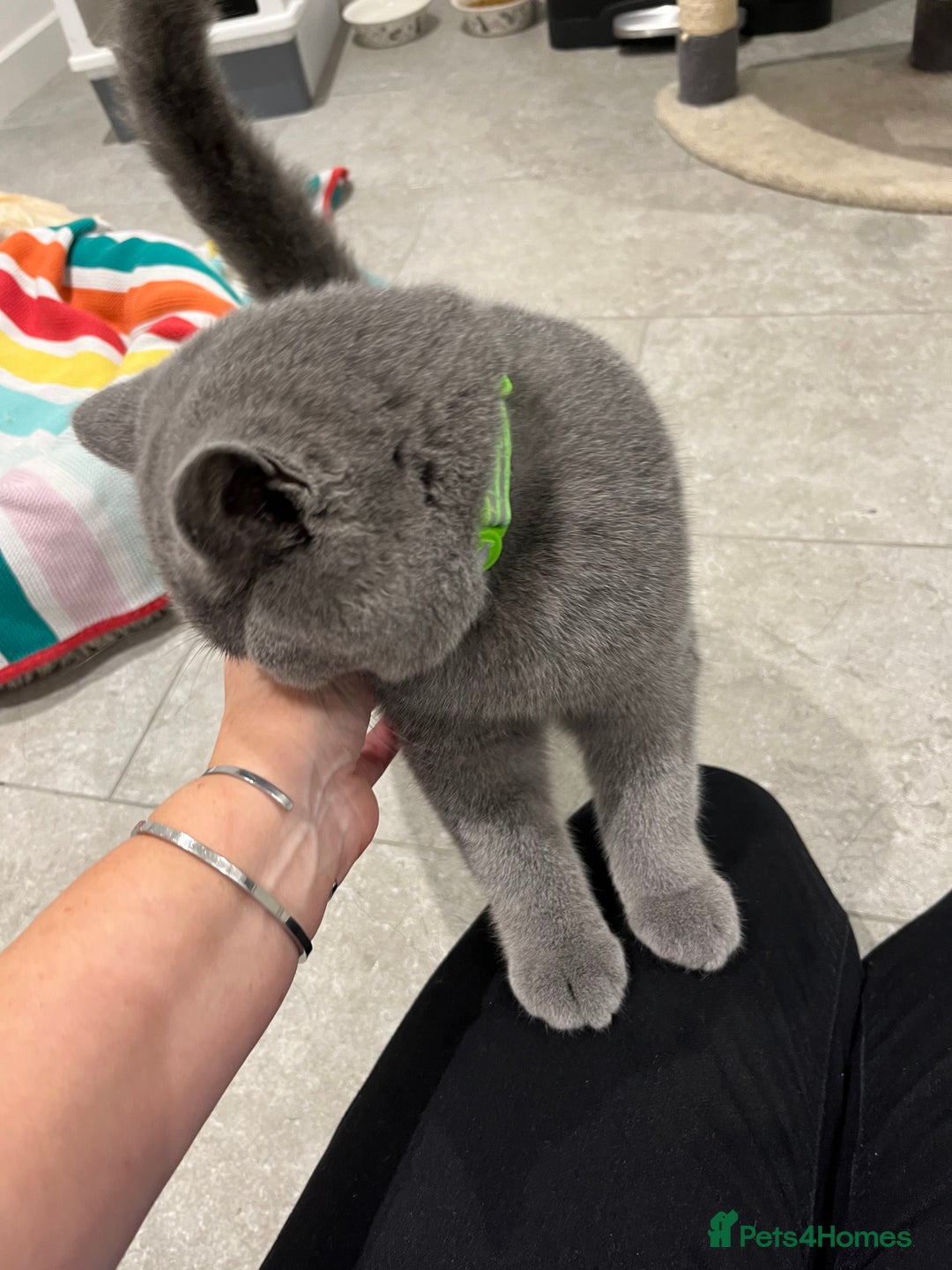 British Shorthair cats for sale: Lovely boy for sale six months old - Image 3