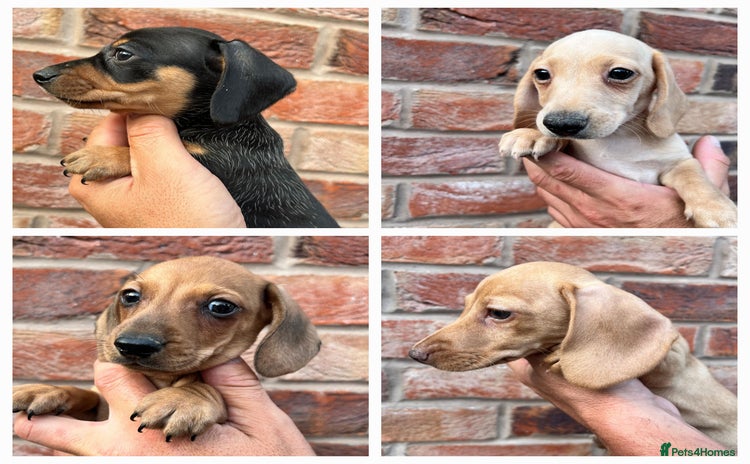 Miniature Dachshund dogs - Advert 1