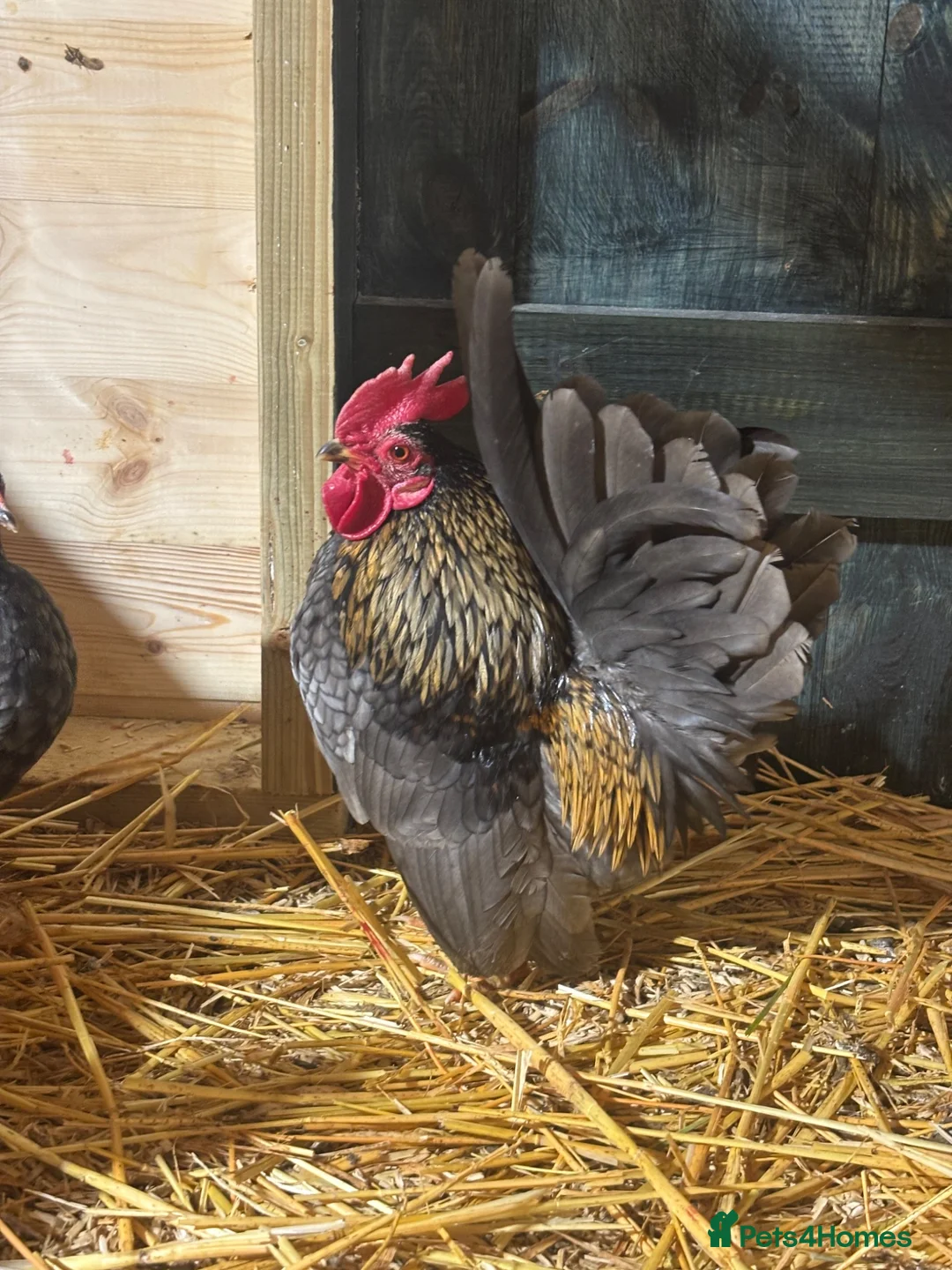 Chickens poultry for sale: Serama Chicks Worlds Smallest Chickens - Advert 3