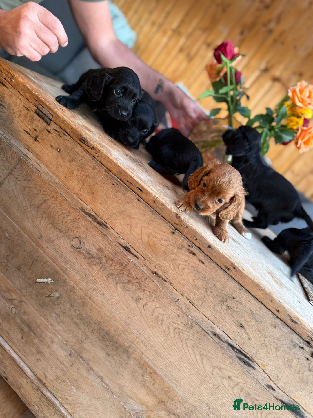 Cocker Spaniel dogs for sale: Kc cocker spaniels  - Image 2