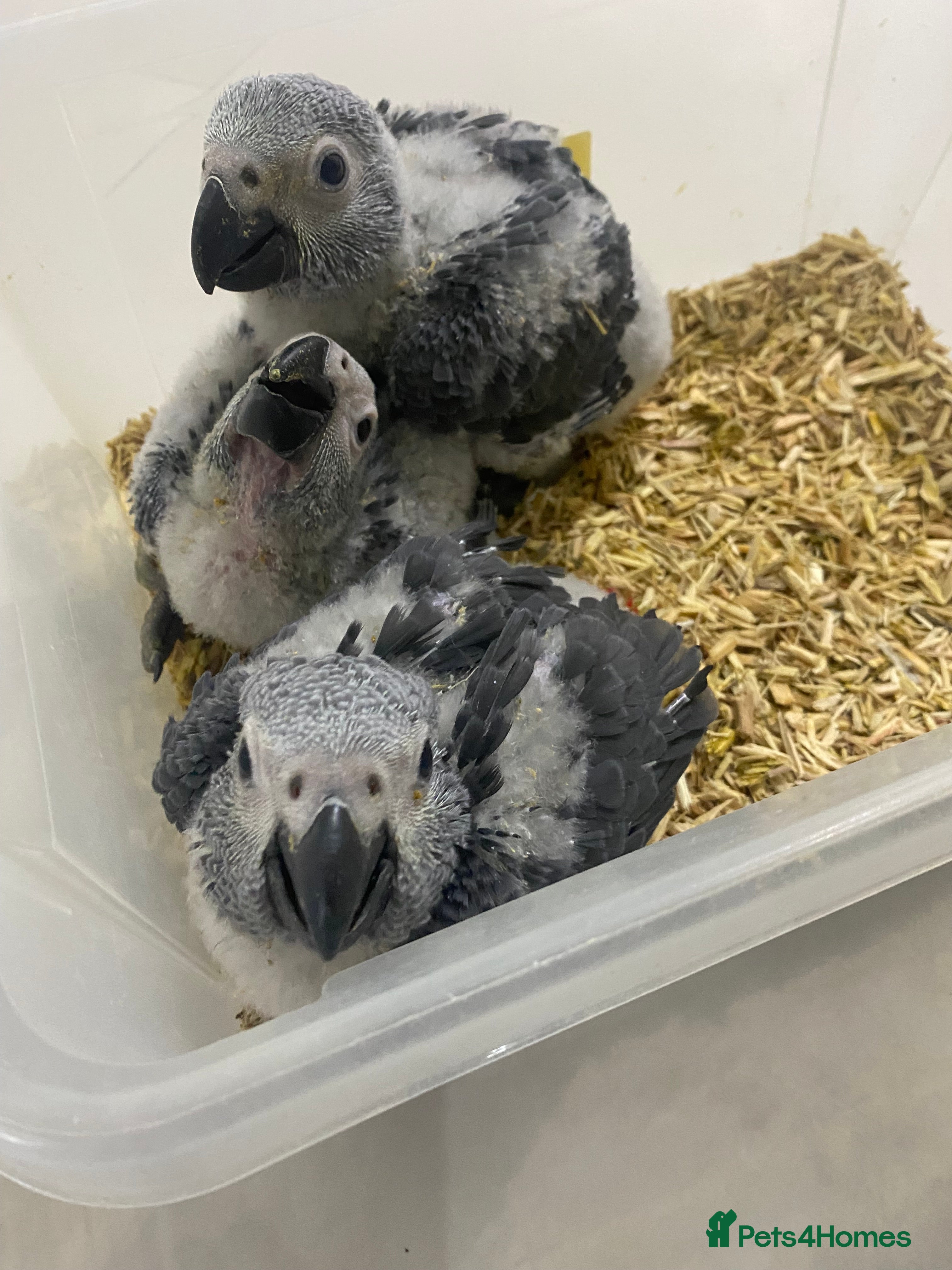 Parrots birds ONLY ONE LEFT Super cuddly baby African Greys  - Advert 20