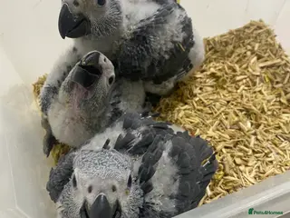 Parrots birds ONLY ONE LEFT Super cuddly baby African Greys - Advert 20