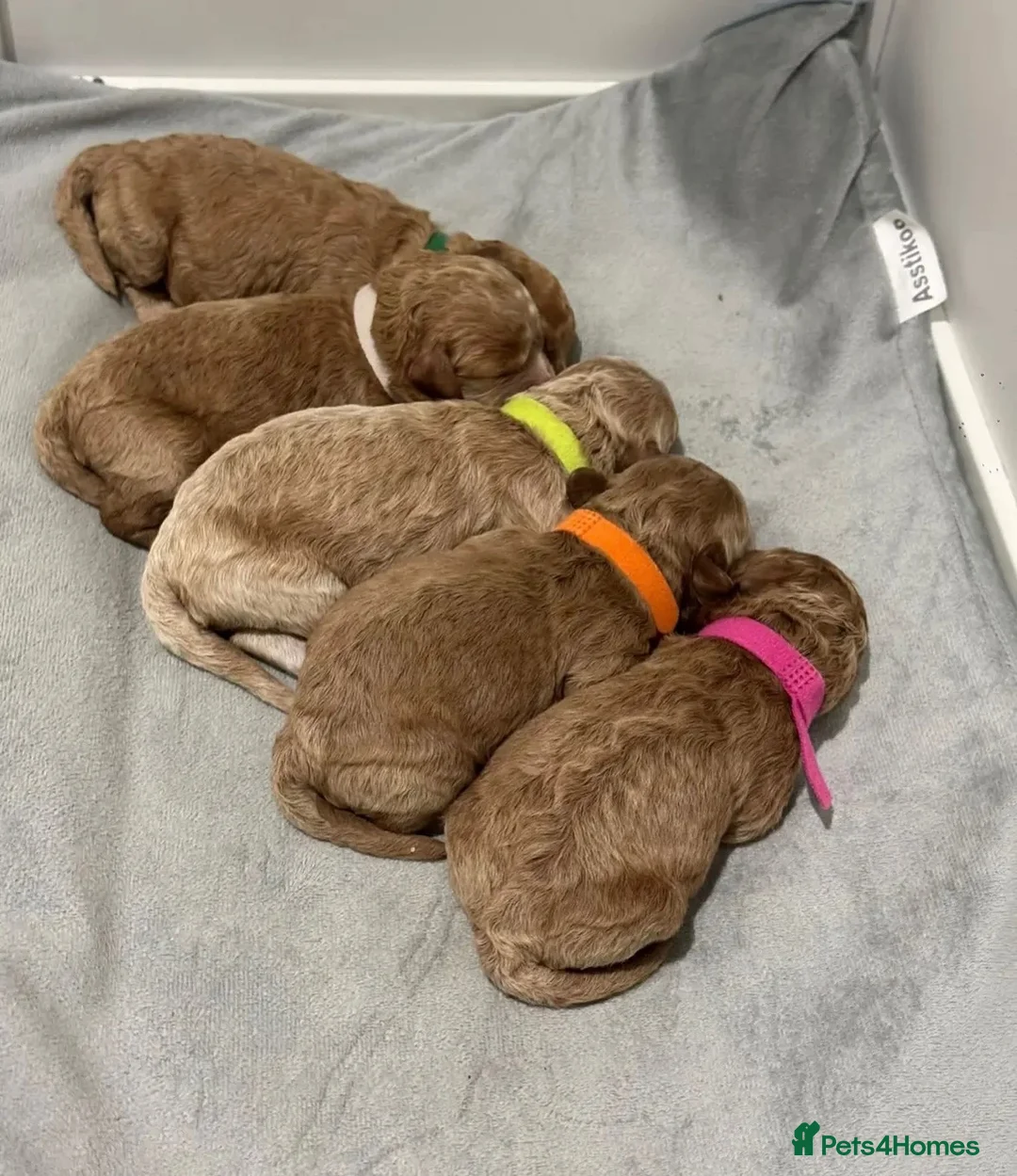 Cavapoo dogs for sale: Beautiful F2 Cavapoo Puppies  in Weybridge - Advert 2
