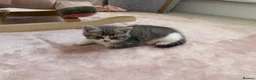 British Shorthair cats for sale: 2 beautiful mixed British Short Hair kittens - Advert 6
