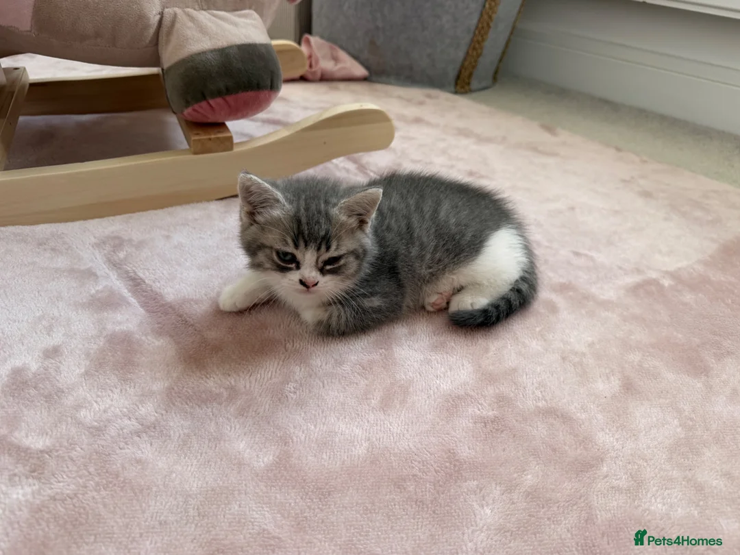 British Shorthair cats for sale: 2 beautiful mixed British Short Hair kittens - Advert 6