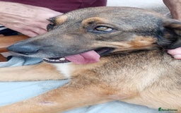 Mixed Breed dogs for adoption: Rufus – Fabulous and friendly 🩵 - Image 3