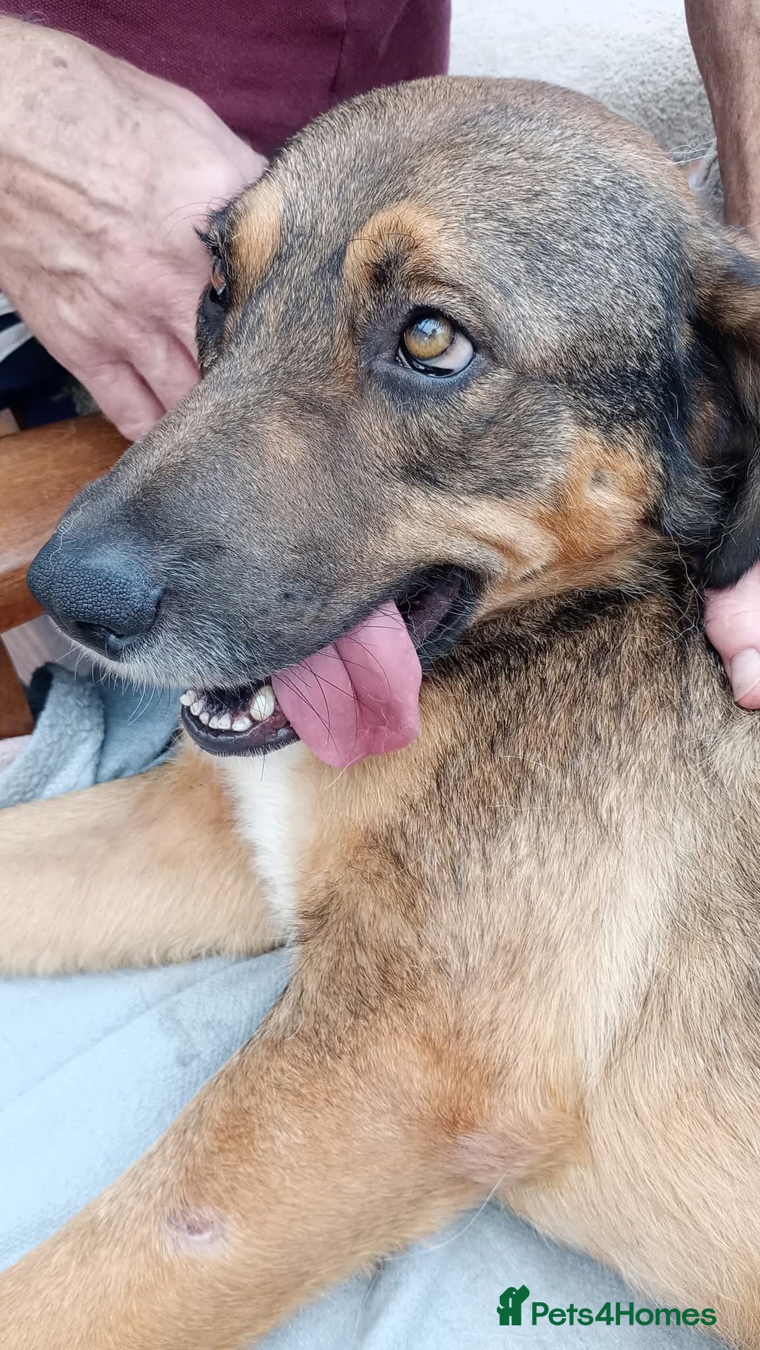 Mixed Breed dogs for adoption: Rufus – Fabulous and friendly 🩵 - Image 3