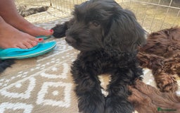 Sproodle dogs for sale: REDUCED 2 x Beautiful F2 Sproodle Girls VACCINATED - Image 1