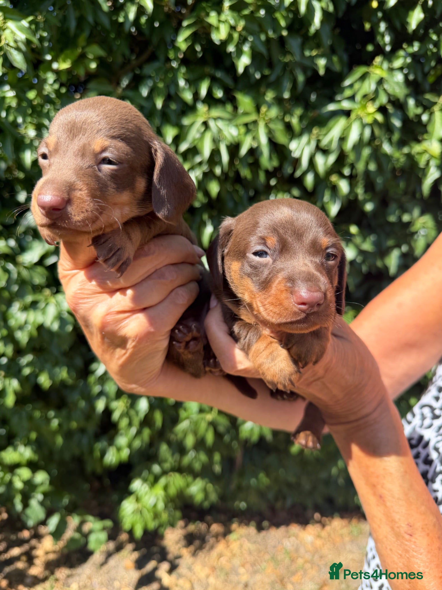 Miniature Dachshund dogs BEAUTIFUL K.C REGISTERED MINIATURE DACHSHUNDS  - Advert 1