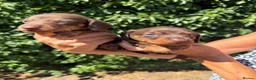 Miniature Dachshund dogs for sale: BEAUTIFUL K.C REGISTERED MINIATURE DACHSHUNDS  - Advert 4