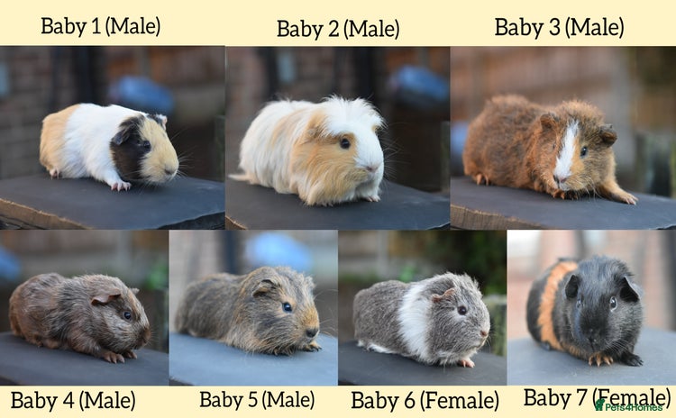 Guinea Pig rodents in Wigan - Advert 1