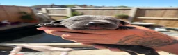 Cane Corso dogs for sale: 10 stunning purebred cane corse puppies  in Canterbury - Advert 22