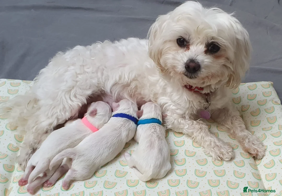 Maltese dogs for sale: 🌟 KC Registered Maltese Puppies 3 Beautiful Girls - Advert 1