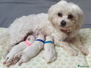 Maltese dogs 🌟 KC Registered Maltese Puppies 3 Beautiful Girls - Advert 14