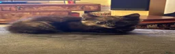 Munchkin cats for sale: 3 Gorgeous Munchkin Norwegian Forest X Kits - Advert 19
