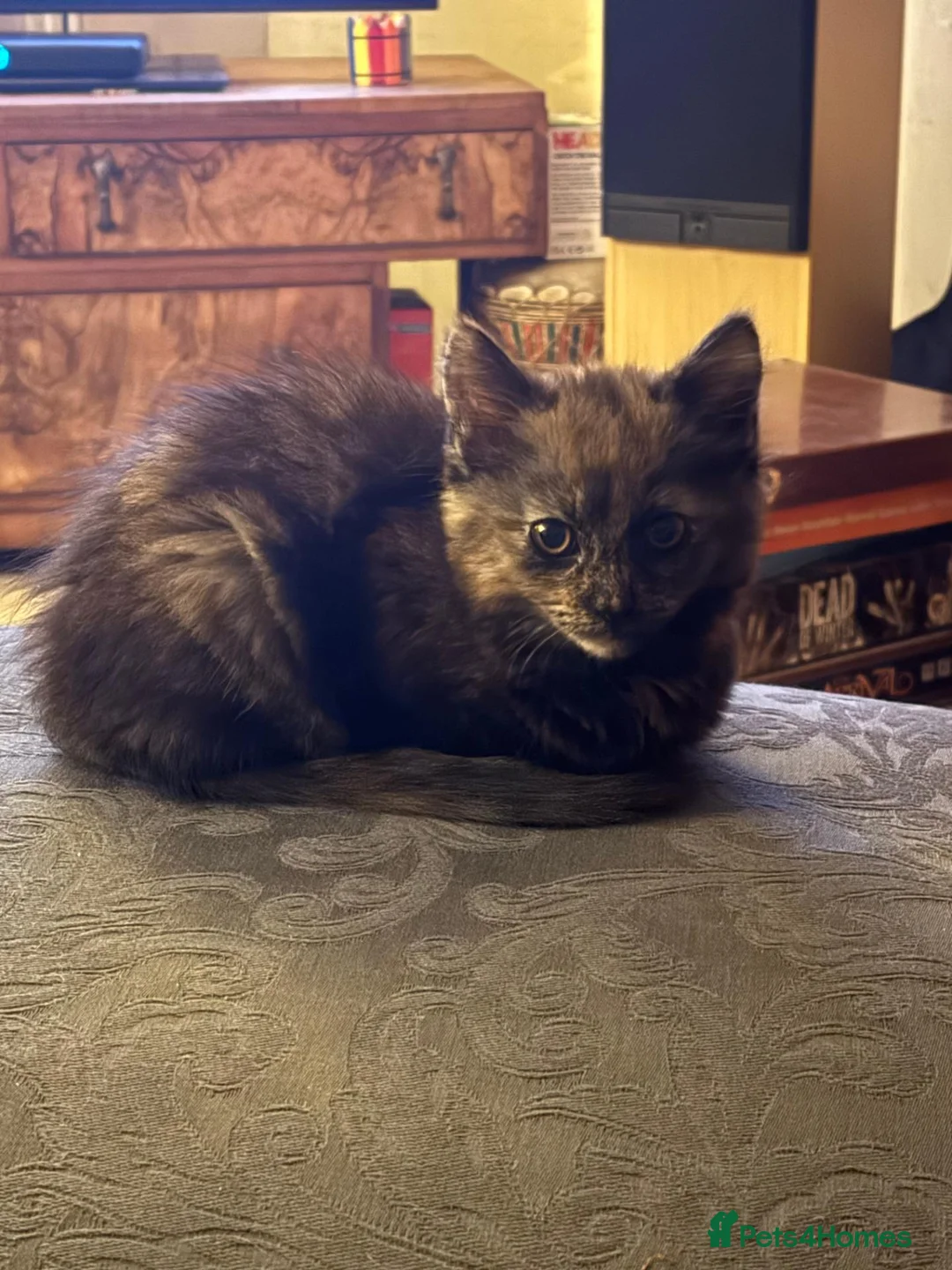 Munchkin cats for sale: 3 Gorgeous Munchkin Norwegian Forest X Kits - Advert 19